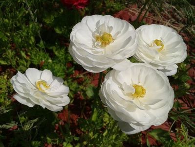 2013_ranunculus_8