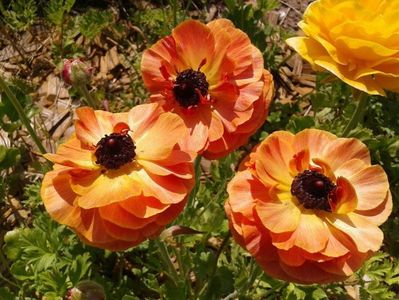 2013_ranunculus_17