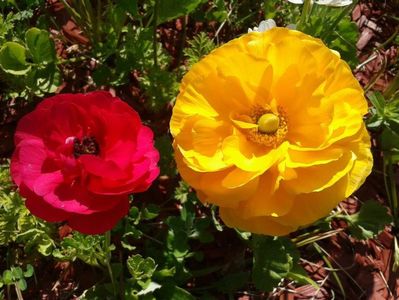 2013_ranunculus_19