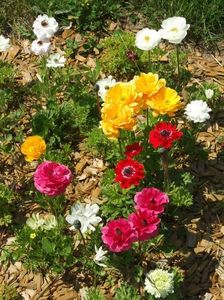 2013_ranunculus_35