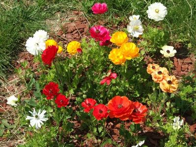 2013_ranunculus_36