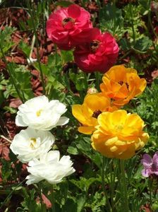 2013_ranunculus_39