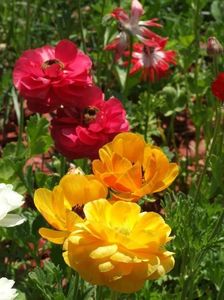 2013_ranunculus_40