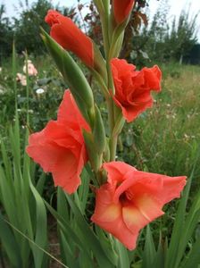 2013_gladiole_4