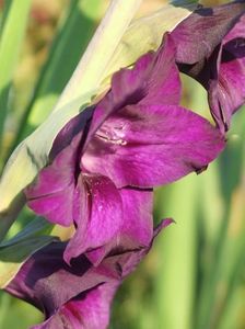 2013_gladiole_6