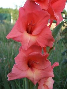 2013_gladiole_7