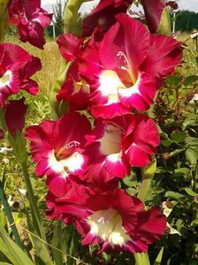 2013_gladiole_11