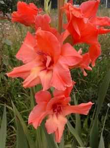 2013_gladiole_12