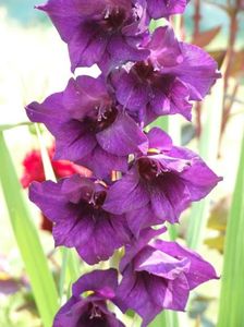 2013_gladiole_14