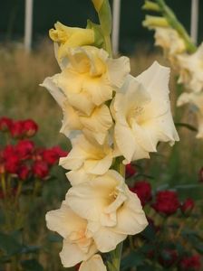 2013_gladiole_18