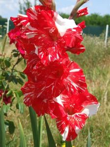 2013_gladiole_23