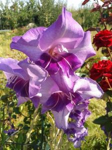 2013_gladiole_28