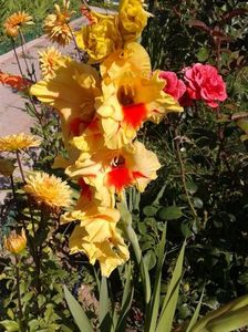 2013_gladiole_30