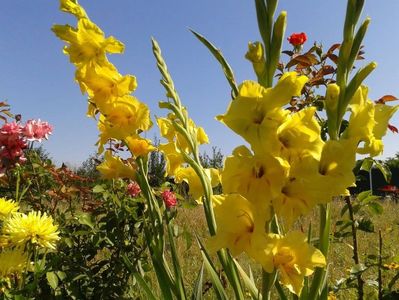 2013_gladiole_32