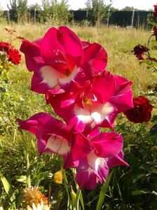 2013_gladiole_33