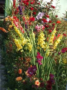 2013_gladiole_36