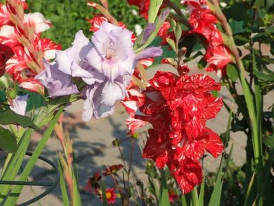 2013_gladiole_40