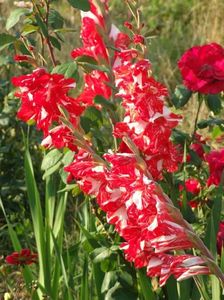 2013_gladiole_45