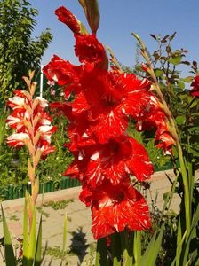 2013_gladiole_46
