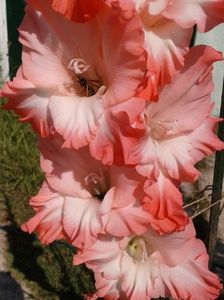 2013_gladiole_52
