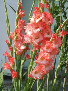 2013_gladiole_53