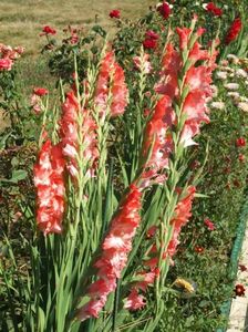 2013_gladiole_55