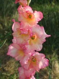 2013_gladiole_56