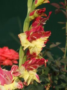 2013_gladiole_57