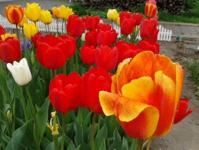 2012_fl primavara_16