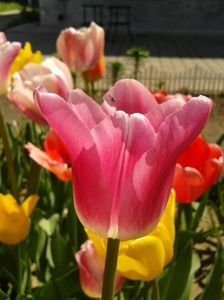 2012_fl primavara_22