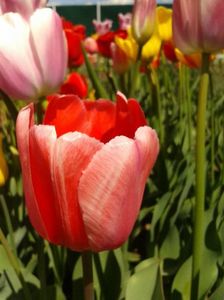 2012_fl primavara_23