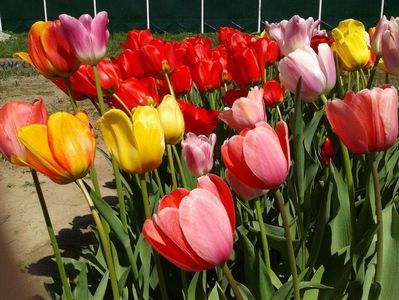 2012_fl primavara_24