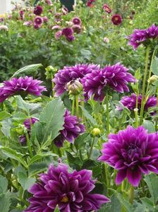 2012_dalii_39