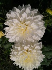 2012_dalii_40