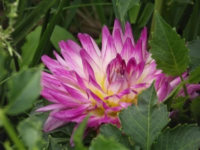 2012_dalii_41