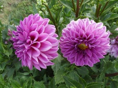 2012_dalii_42