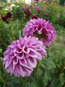 2012_dalii_43