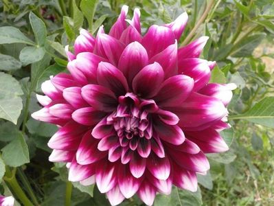 2012_dalii_48