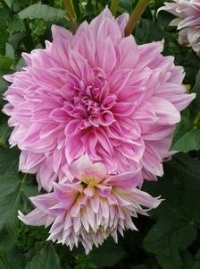 2012_dalii_49