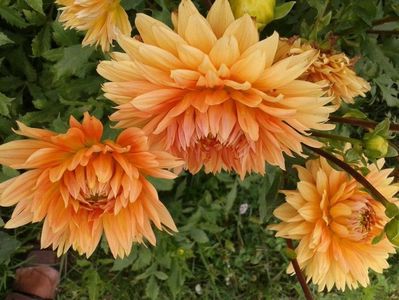 2012_dalii_51
