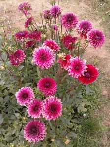 2012_dalii_52