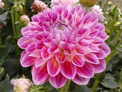 2012_dalii_53