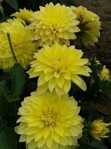 2012_dalii_58
