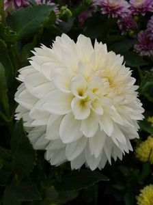 2012_dalii_59