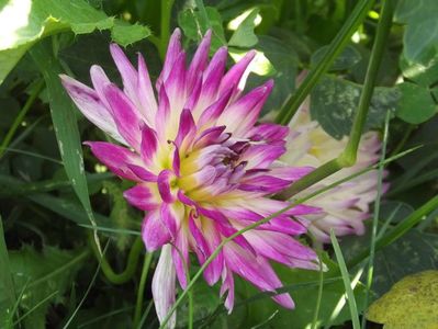 2012_dalii_62