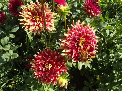 2012_dalii_63