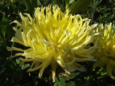 2012_dalii_65