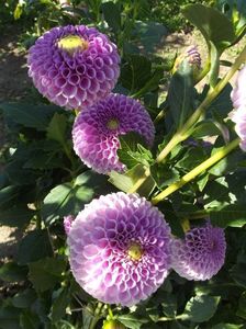 2012_dalii_67