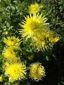 2012_dalii_68