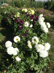 2012_dalii_74